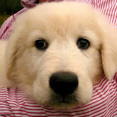 公寓 Ventena Vecchia Antico Frantoio *