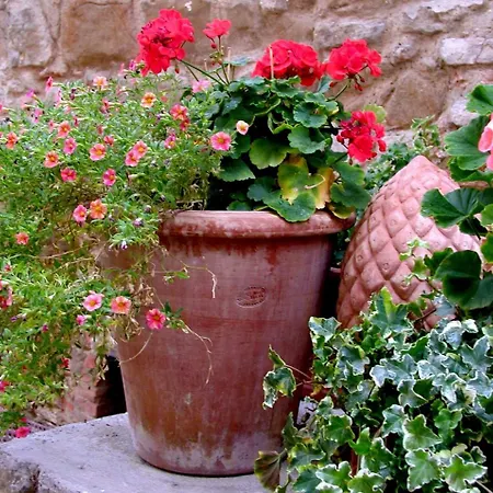 Ventena Vecchia Antico Frantoio