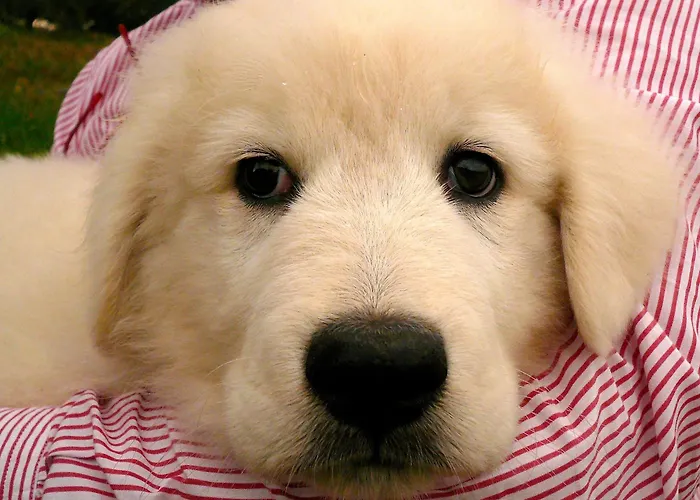 公寓 Ventena Vecchia Antico Frantoio *